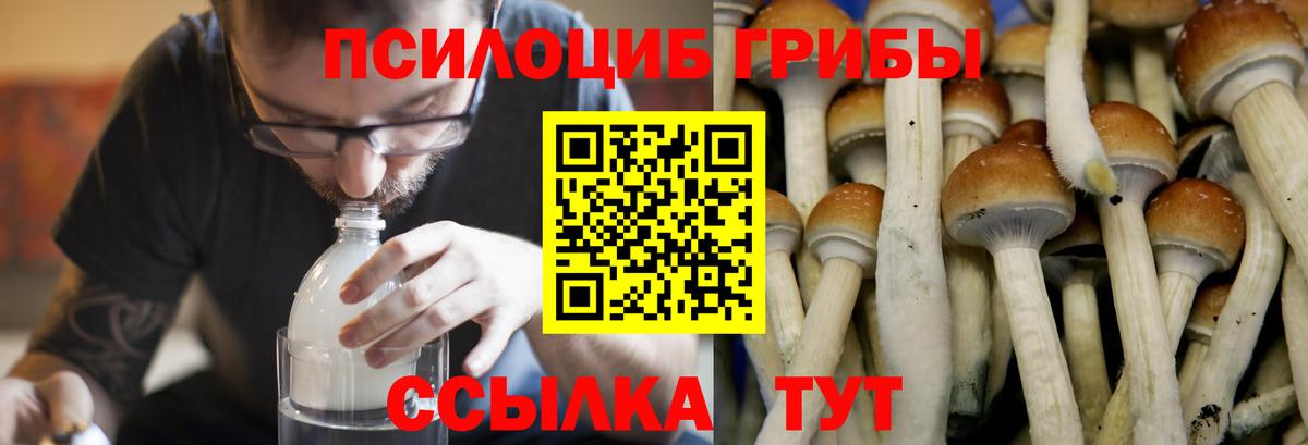 Галлюциногенные грибы прущие грибы Партизанск